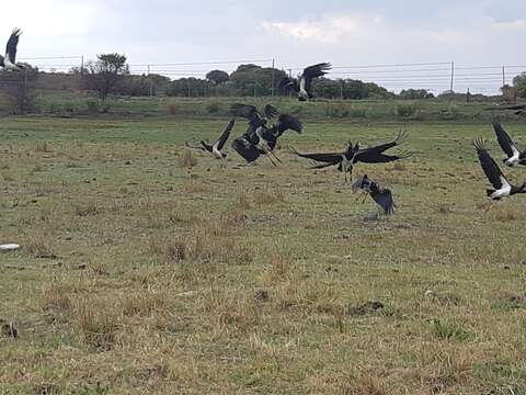 Image of Abdim's Stork