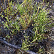 Image of Centella macrocarpa (Rich.) Adamson