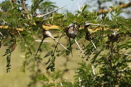 Plancia ëd Vachellia seyal (Delile) P. J. H. Hurter