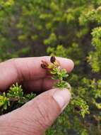 Слика од Aspalathus fusca Thunb.