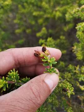 Слика од Aspalathus fusca Thunb.