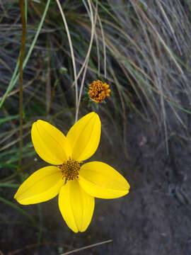 Image of Bidens andicola Kunth