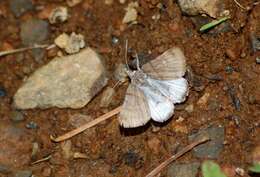 Imagem de Caenurgina caerulea Grote 1873