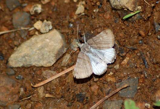 Imagem de Caenurgina caerulea Grote 1873