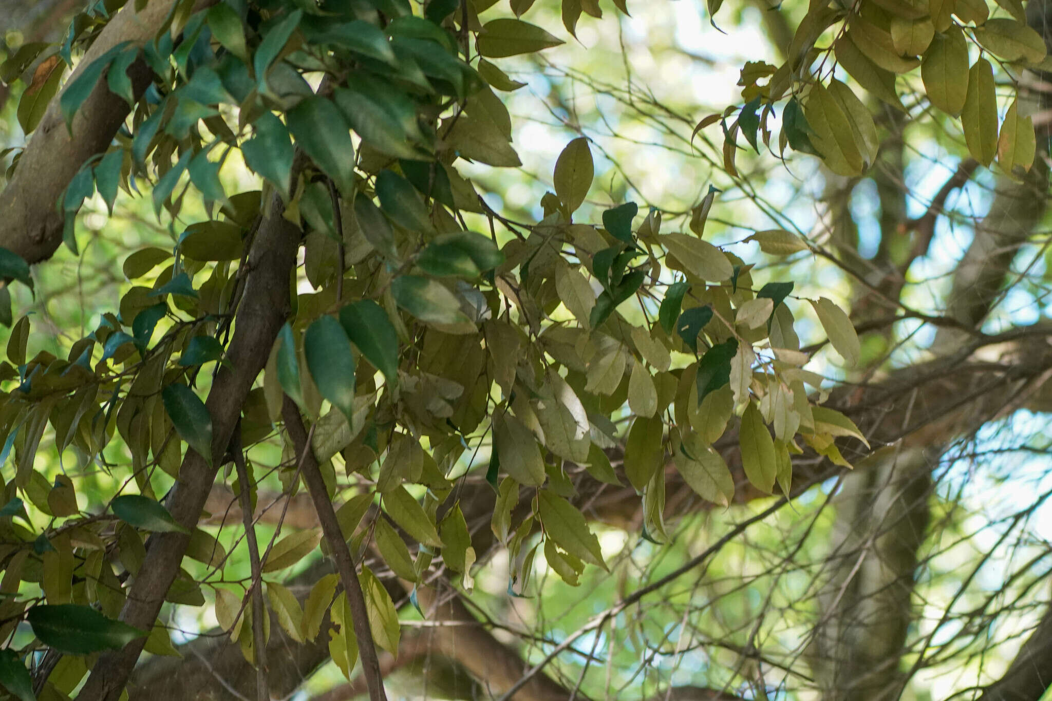 Слика од Castanopsis sieboldii (Makino) Hatus.