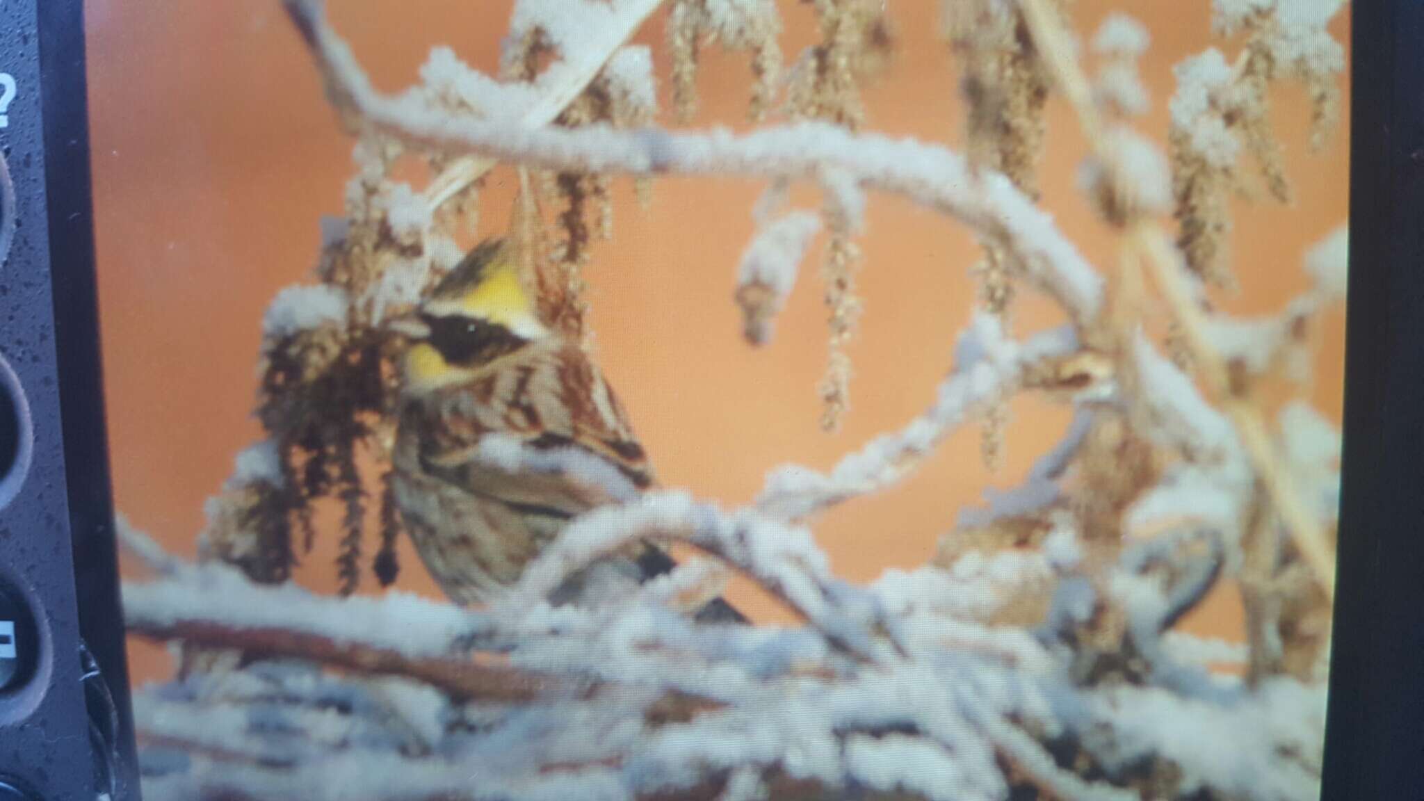 Image of Yellow-throated Bunting