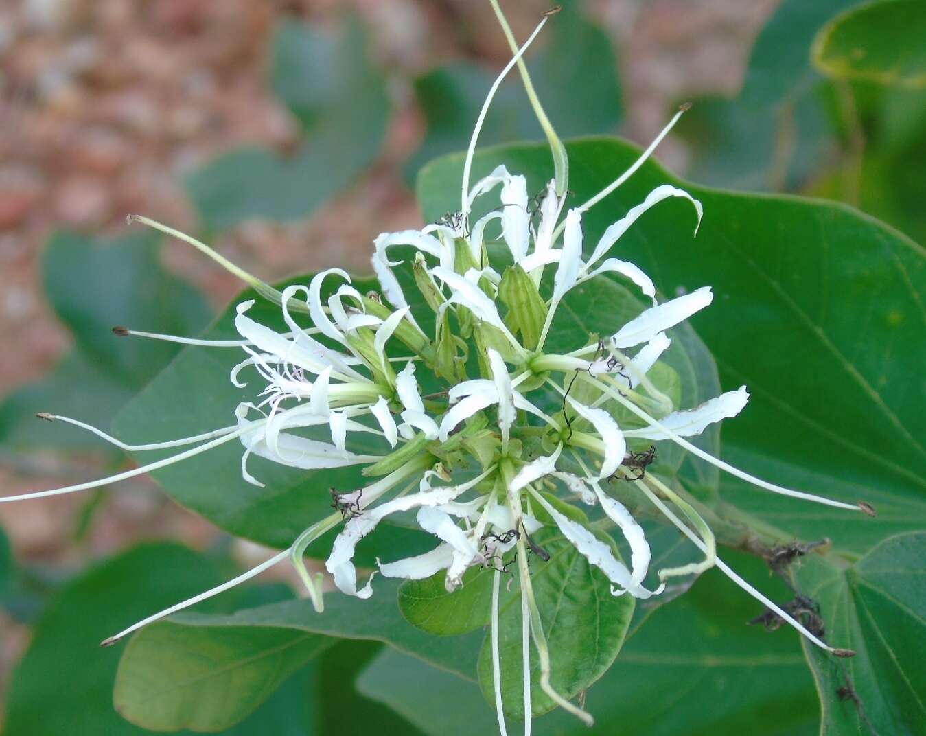 Image of Bauhinia divaricata L.