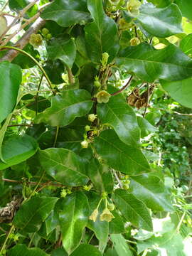 Image of Matelea crassifolia (Standl.) R. E. Woodson