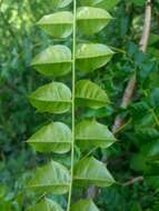 Plancia ëd Comocladia dodonaea (L.) Urban