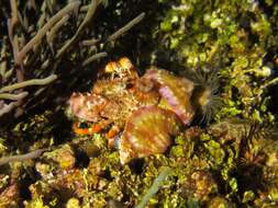 Image of Banded eyestalk hermit crab