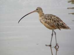 Image of Long-billed Curlew