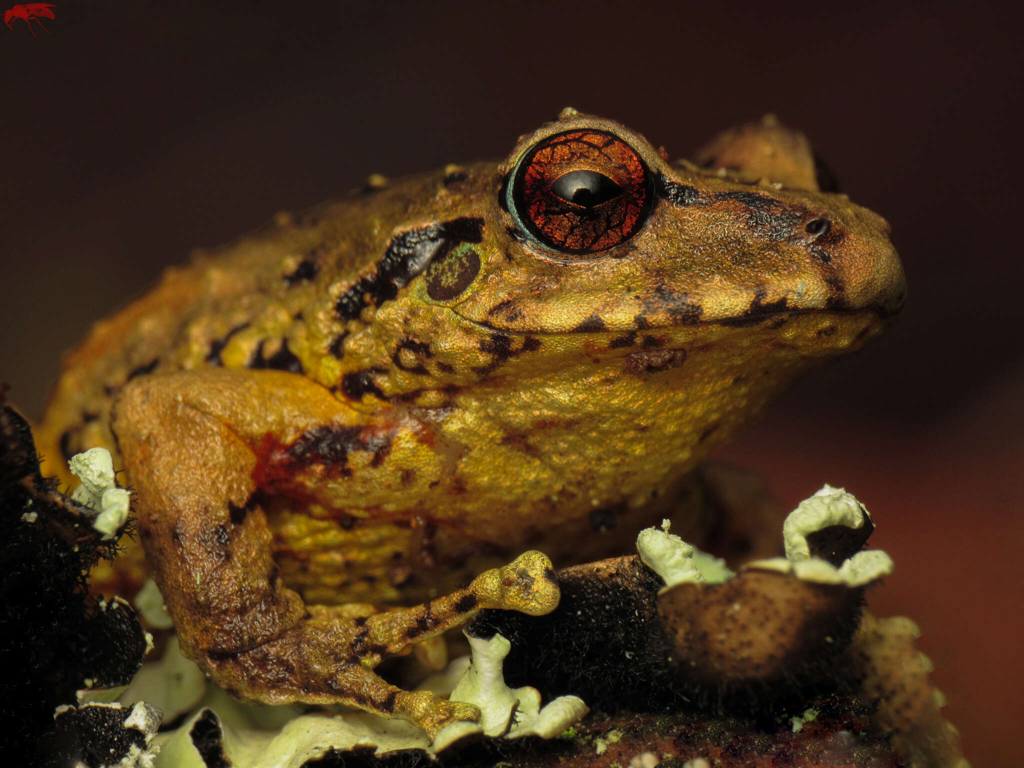 Image of Pristimantis permixtus (Lynch, Ruiz-Carranza & Ardila-Robayo 1994)