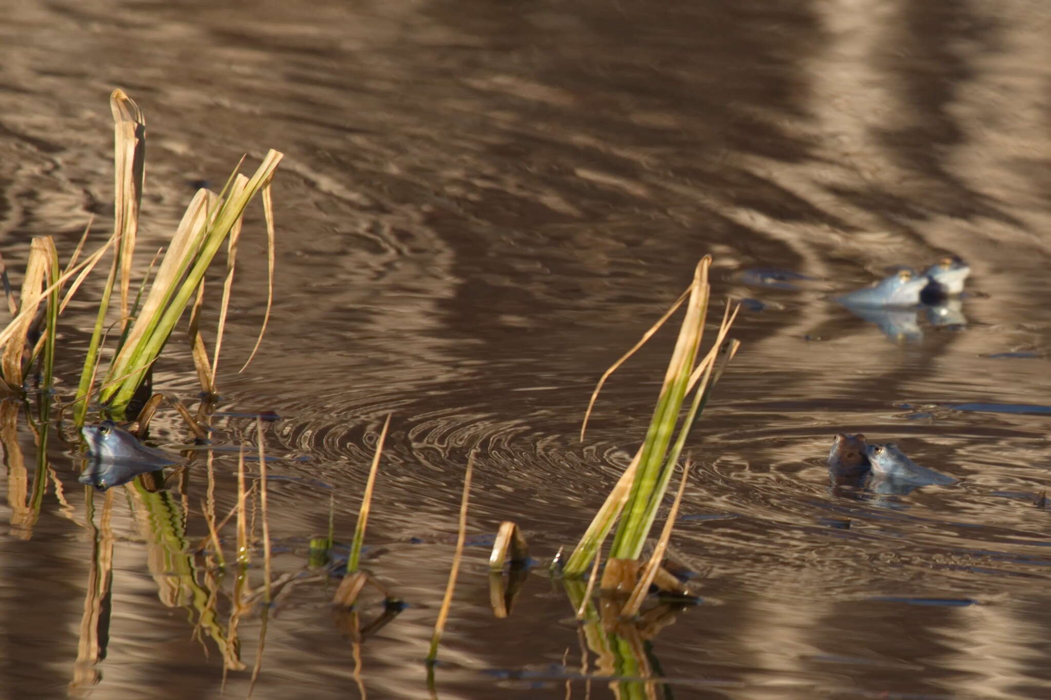 Image of Altai Brown Frog (Altai Mountains Populations)