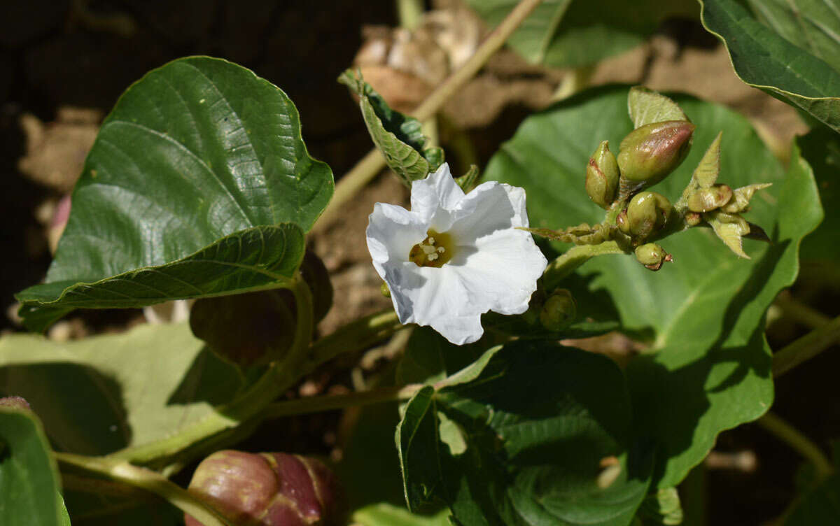 Image of Operculina aequisepala (Domin) R. W. Johnson