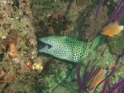 Image of honeycomb moray