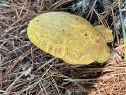 Imagem de Buchwaldoboletus lignicola (Kallenb.) Pilát 1969