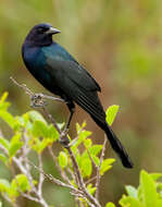 Image of Boat-tailed Grackle