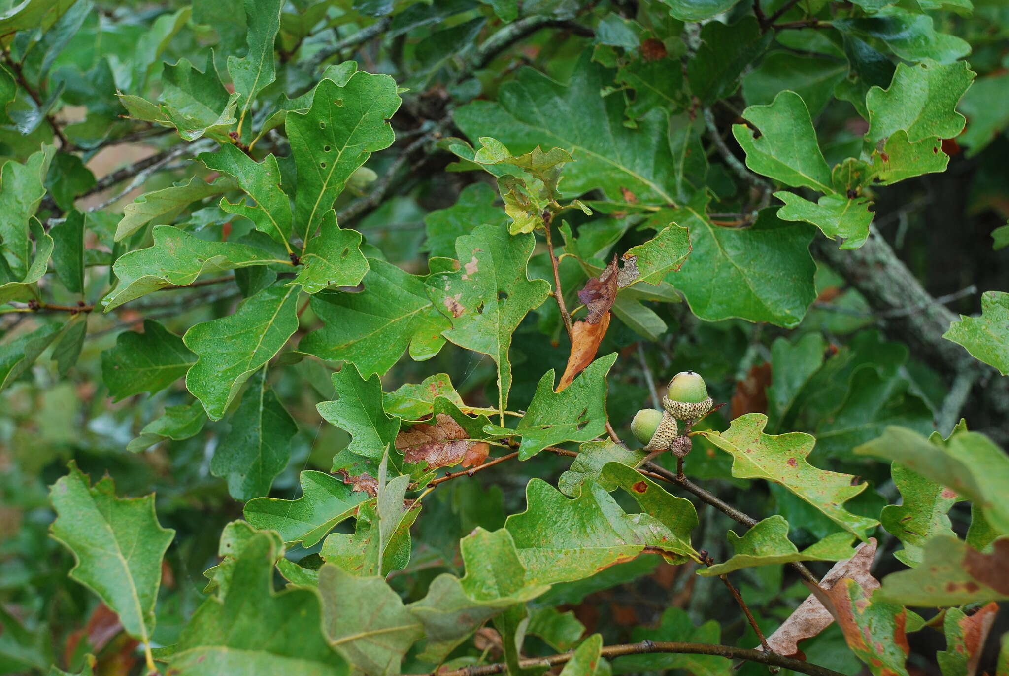 Image of hybrid oak