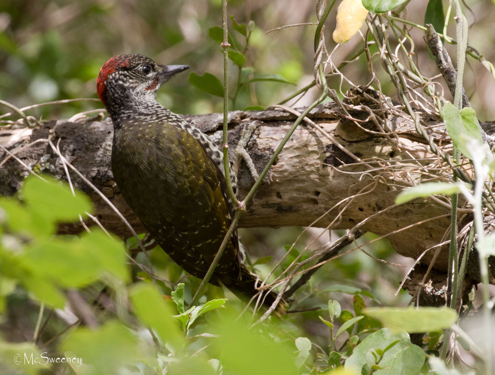 Image of Knysna Woodpecker