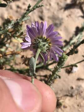 Imagem de Leucosyris coulteri (A. Gray) Pruski & R. L. Hartman