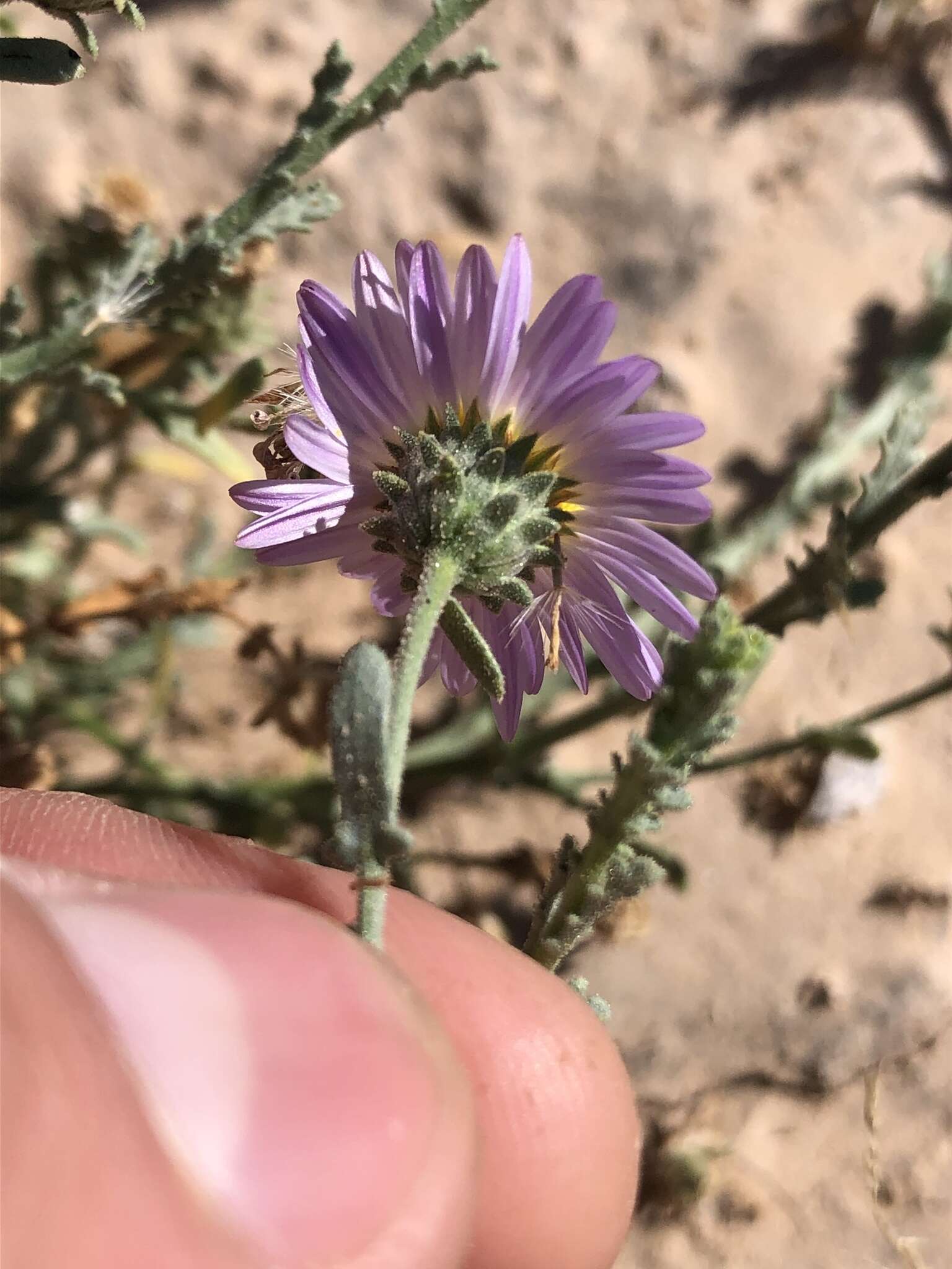 Image of Leucosyris coulteri (A. Gray) Pruski & R. L. Hartman