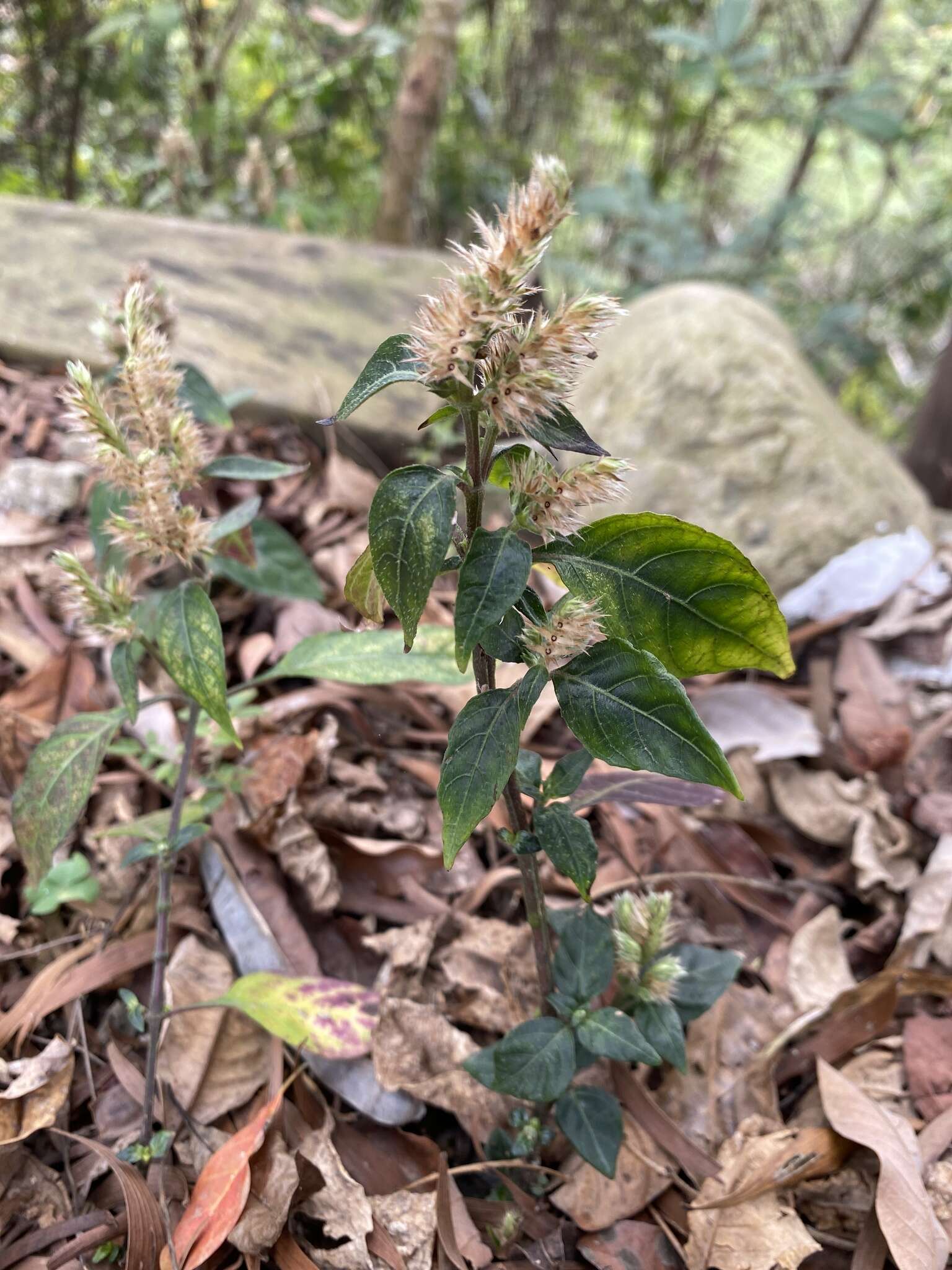 Plancia ëd Lepidagathis formosensis C. B. Cl. ex Hayata