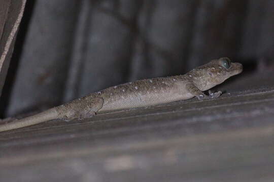 صورة Gekko smithii Gray 1842