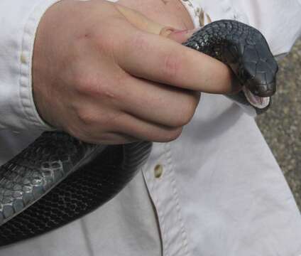 Image of Indigo Snake