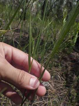 Plancia ëd Sacciolepis striata (L.) Nash