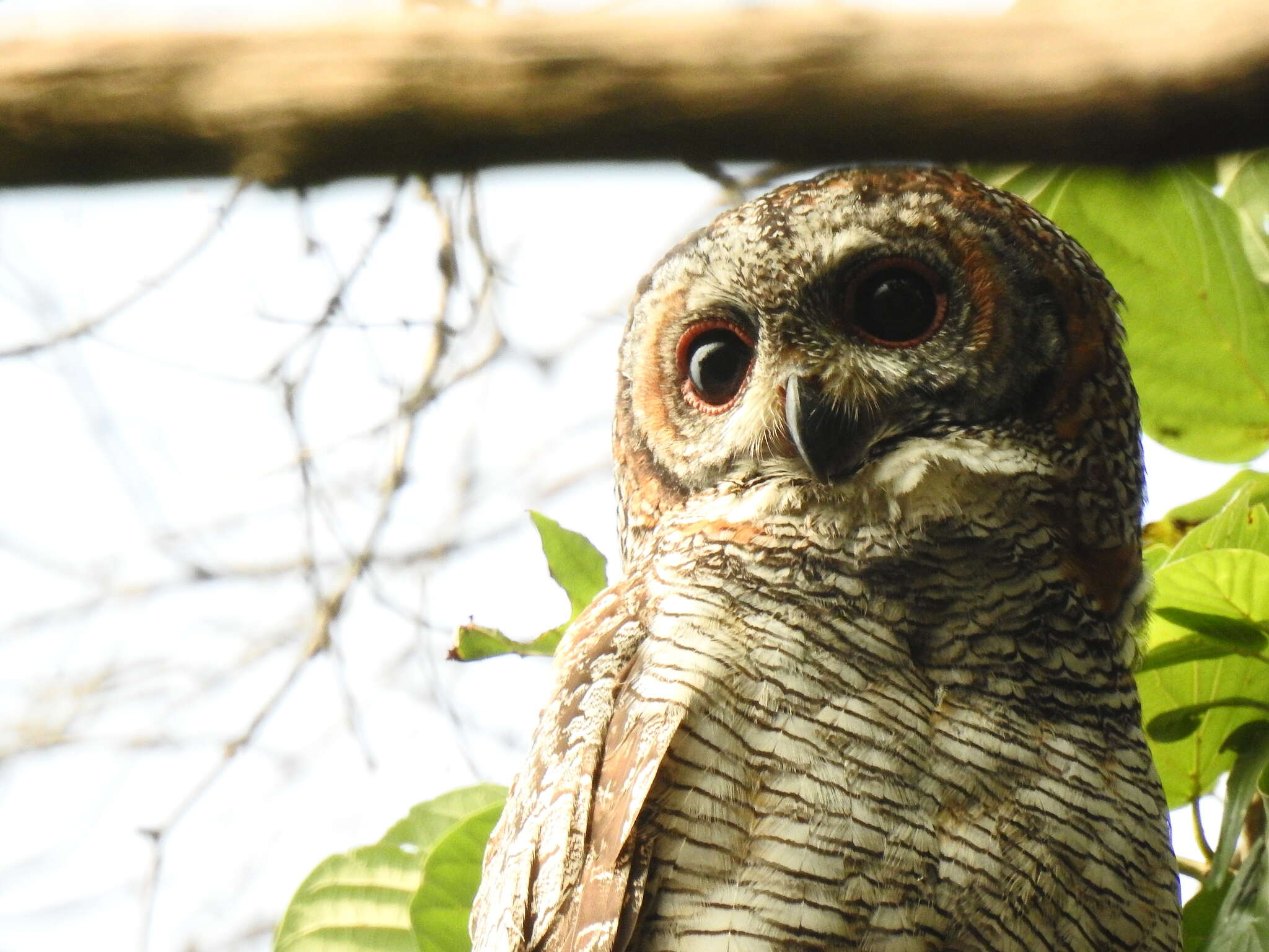 Image of Mottled Wood Owl