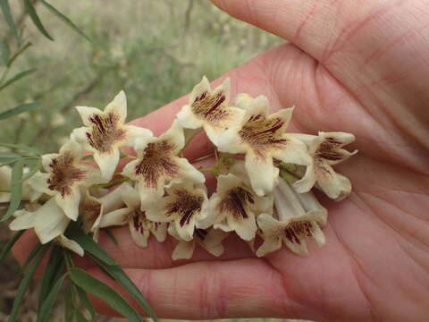 صورة Pandorea doratoxylon (J. M. Black) J. M. Black