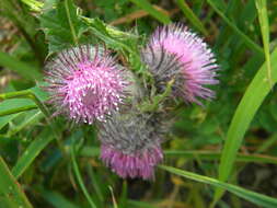 Image of edible thistle