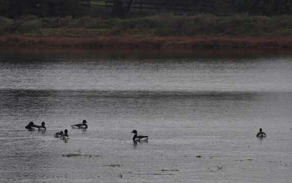 Image of Brant Goose