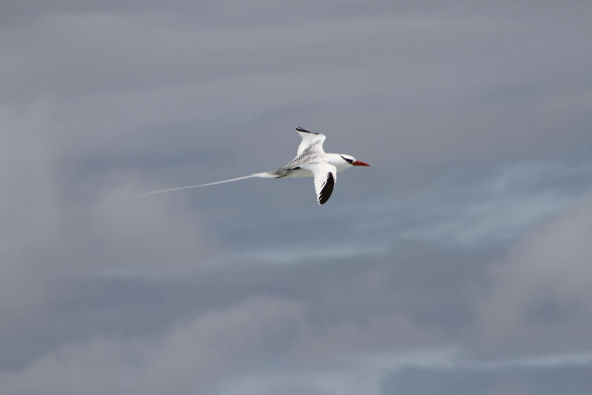 Image of Red-billed Tropicbird