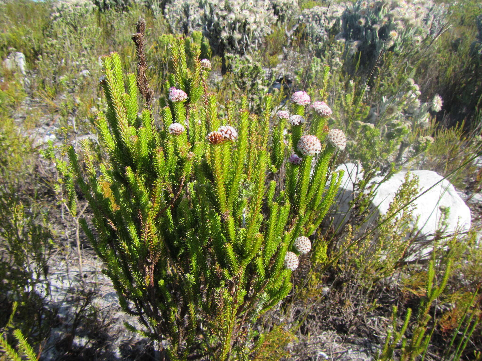 Image of Stoebe rosea Dod