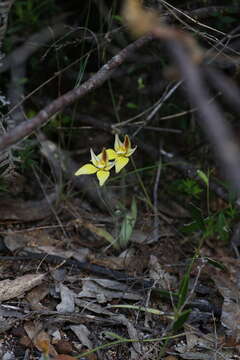 Image de Caladenia flava subsp. sylvestris Hopper & A. P. Br.