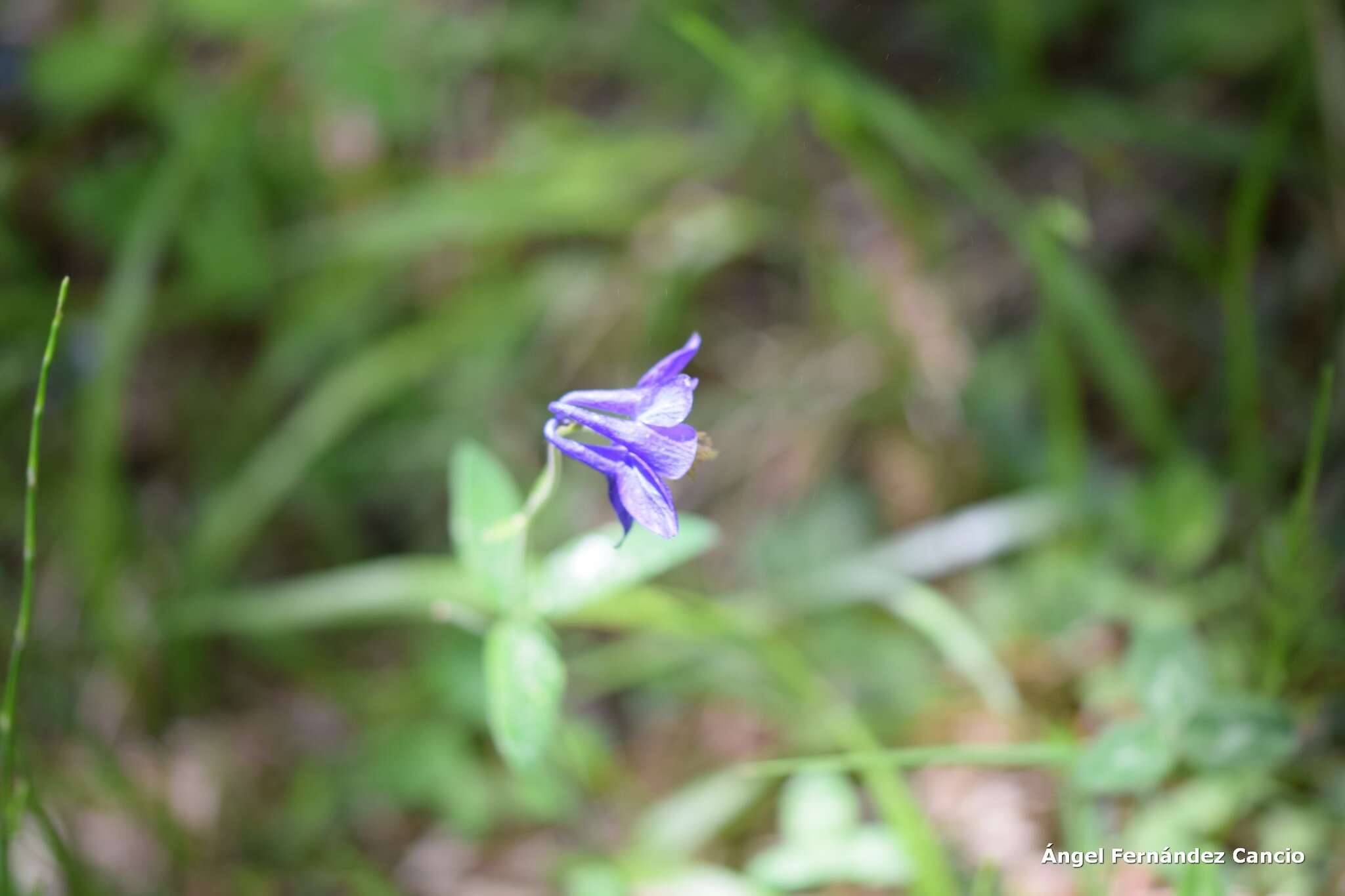 Plancia ëd Aquilegia vulgaris subsp. hispanica (Willk.) Heywood