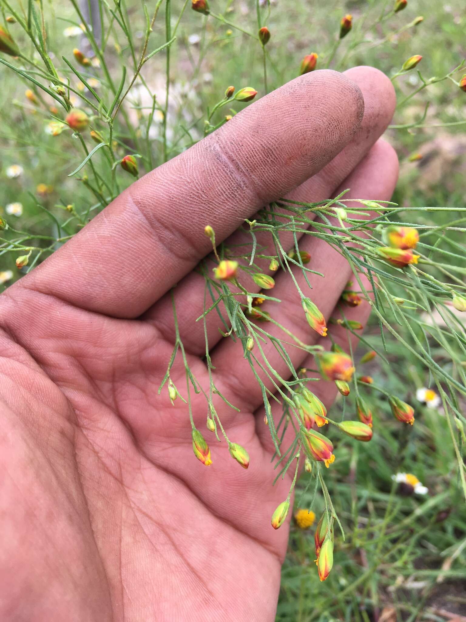 Image de Schkuhria pinnata (Lam.) O. Kuntze