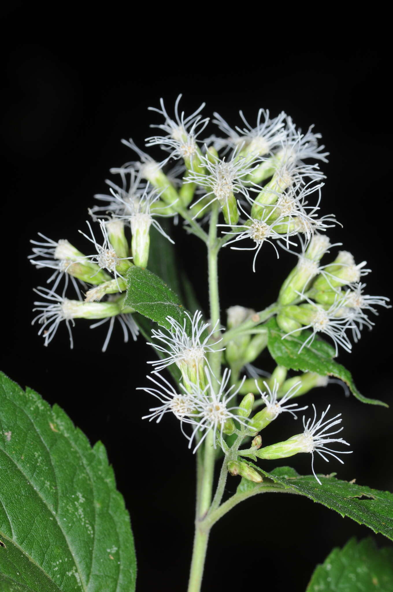 Image of Lorentzianthus viscidus (Hook. & Arn.) R. King & H. Rob.