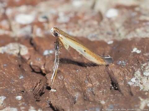 Image of Caloptilia violacella (Clemens 1860)