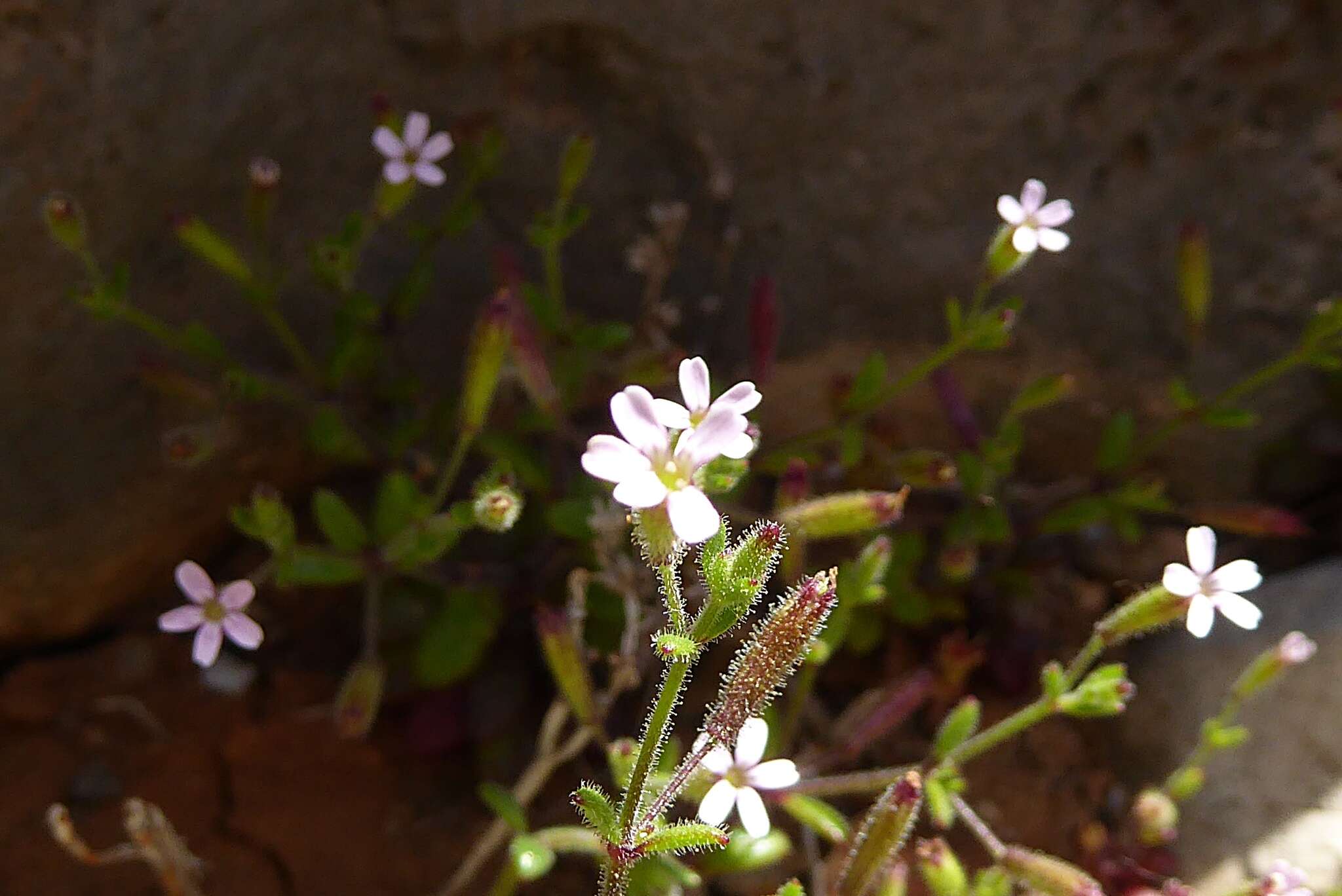 Image of Silene sedoides Poir.