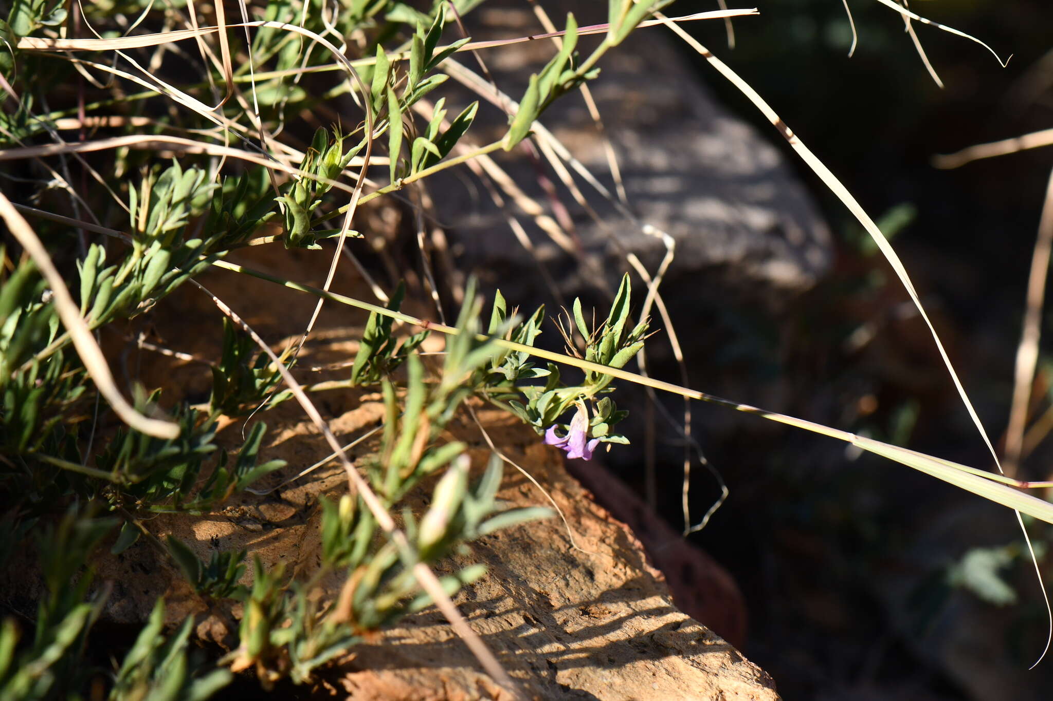 صورة Dyschoriste linearis var. schiedeana (Nees) B. L. Turner