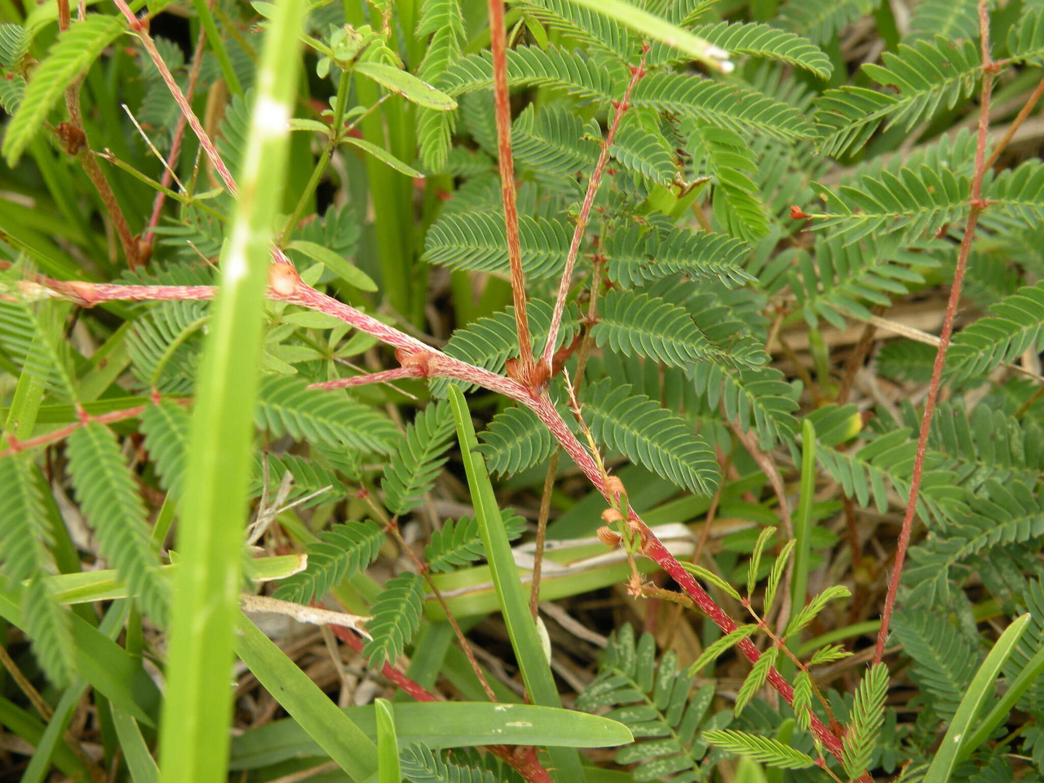 Image of powderpuff