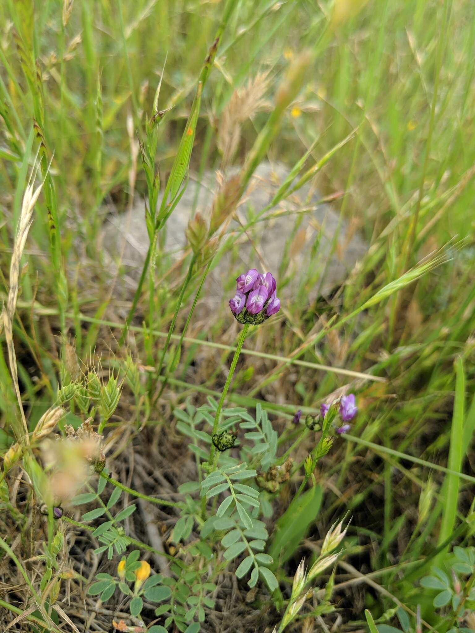 Imagem de Astragalus didymocarpus var. milesianus (Rydb.) Jeps.