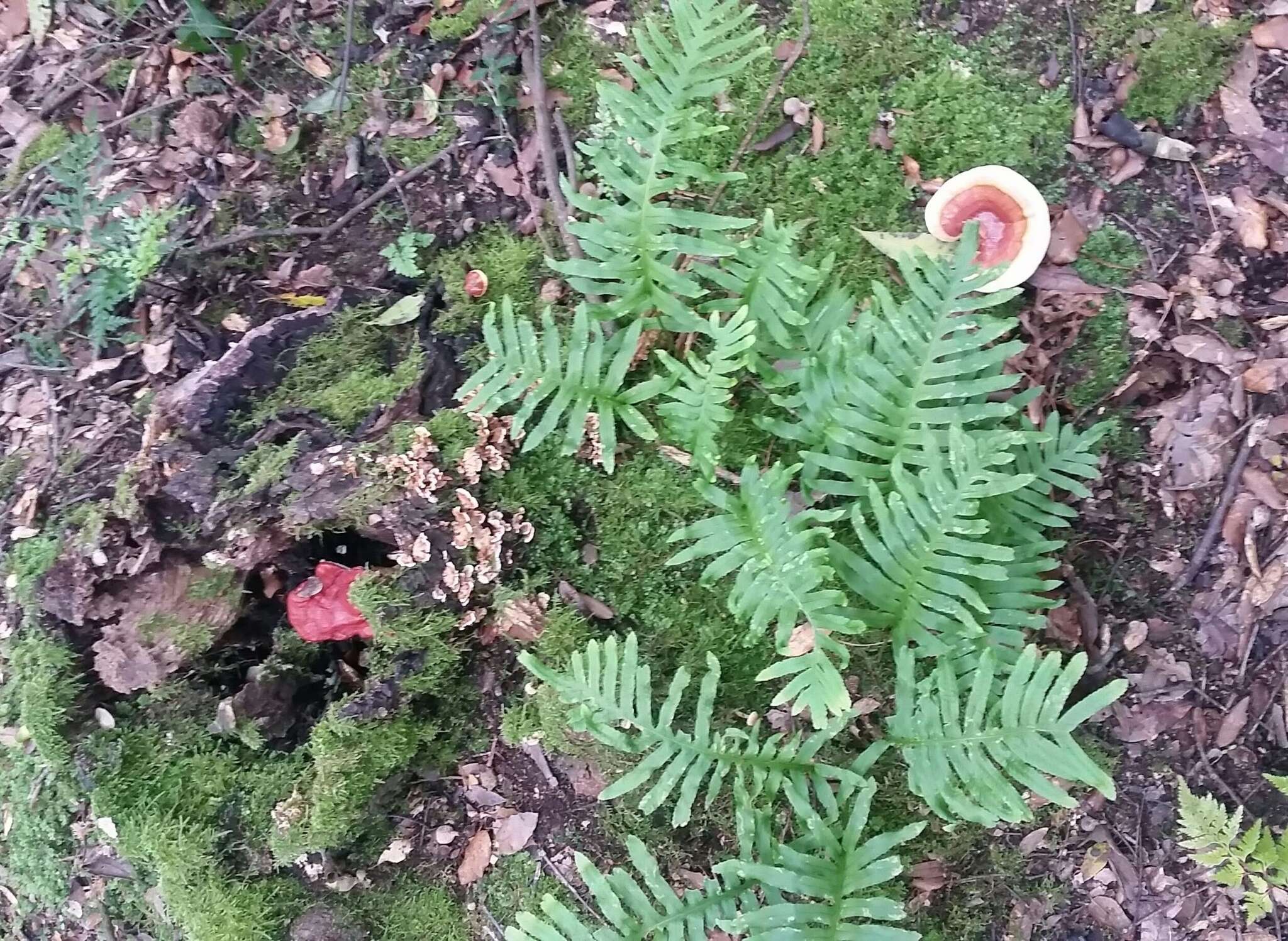 Image of lingzhi mushroom