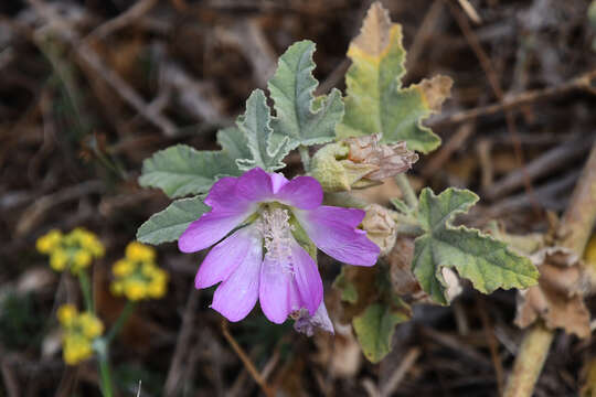 Image of Alcea biennis subsp. cretica (Weinm.) Valdés