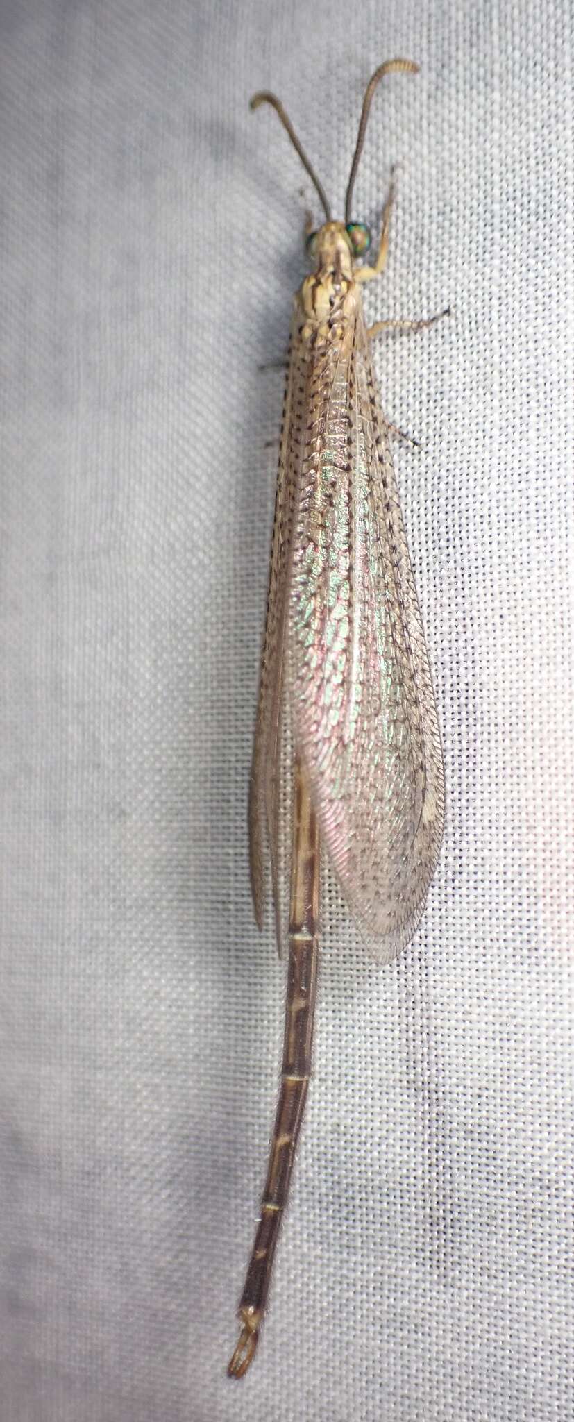 Слика од Brachynemurus abdominalis (Say 1823)