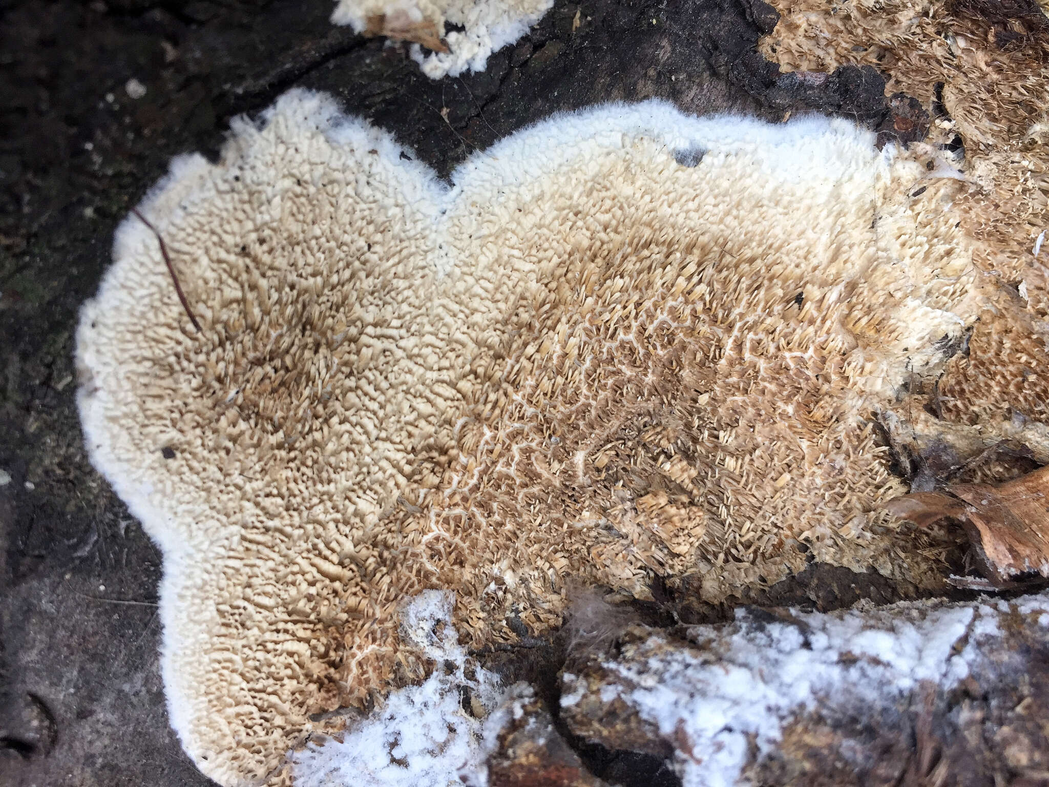 Schizopora paradoxa (Schrad.) Donk 1967 resmi