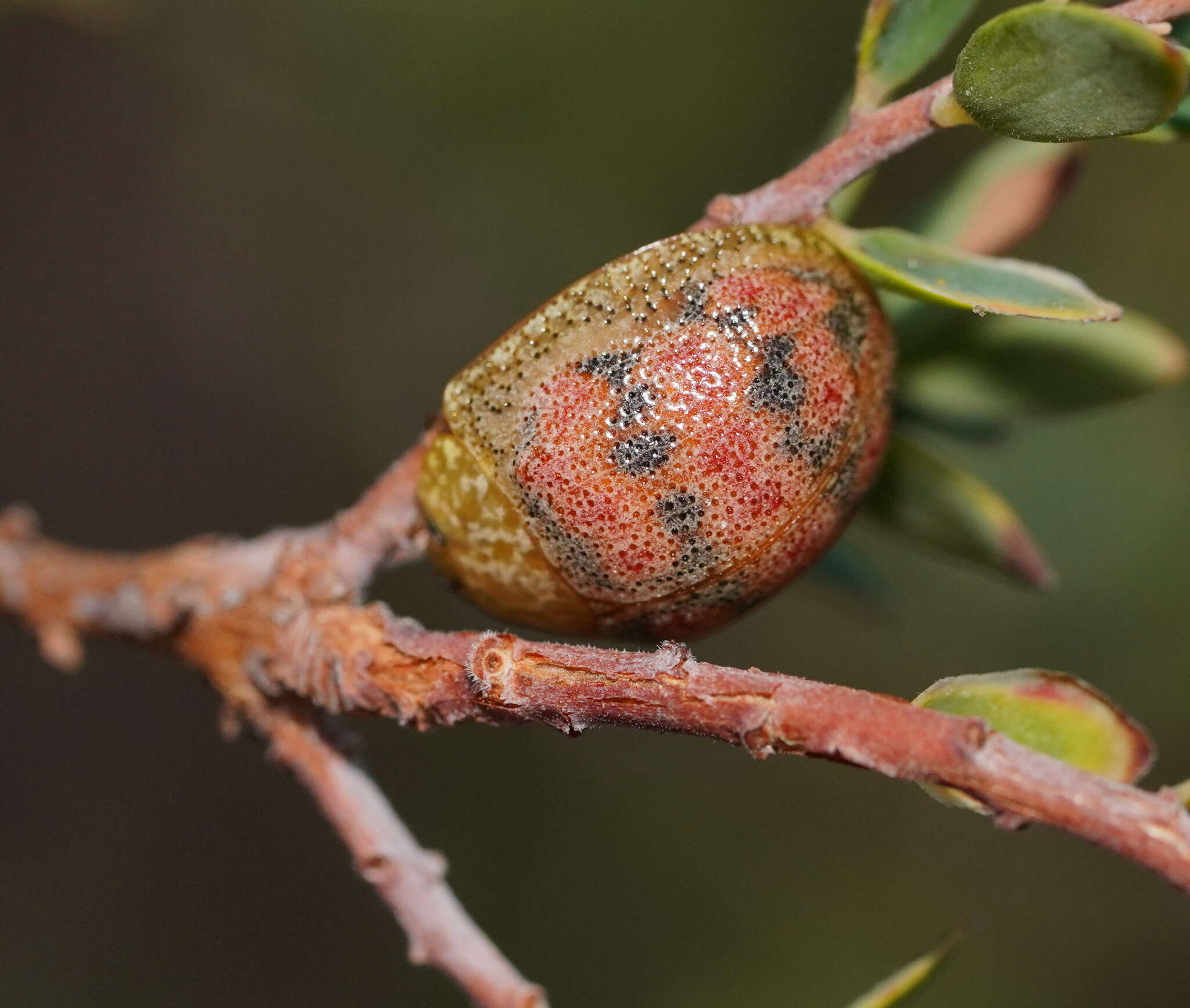 Imagem de <i>Paropsis obsoleta</i>