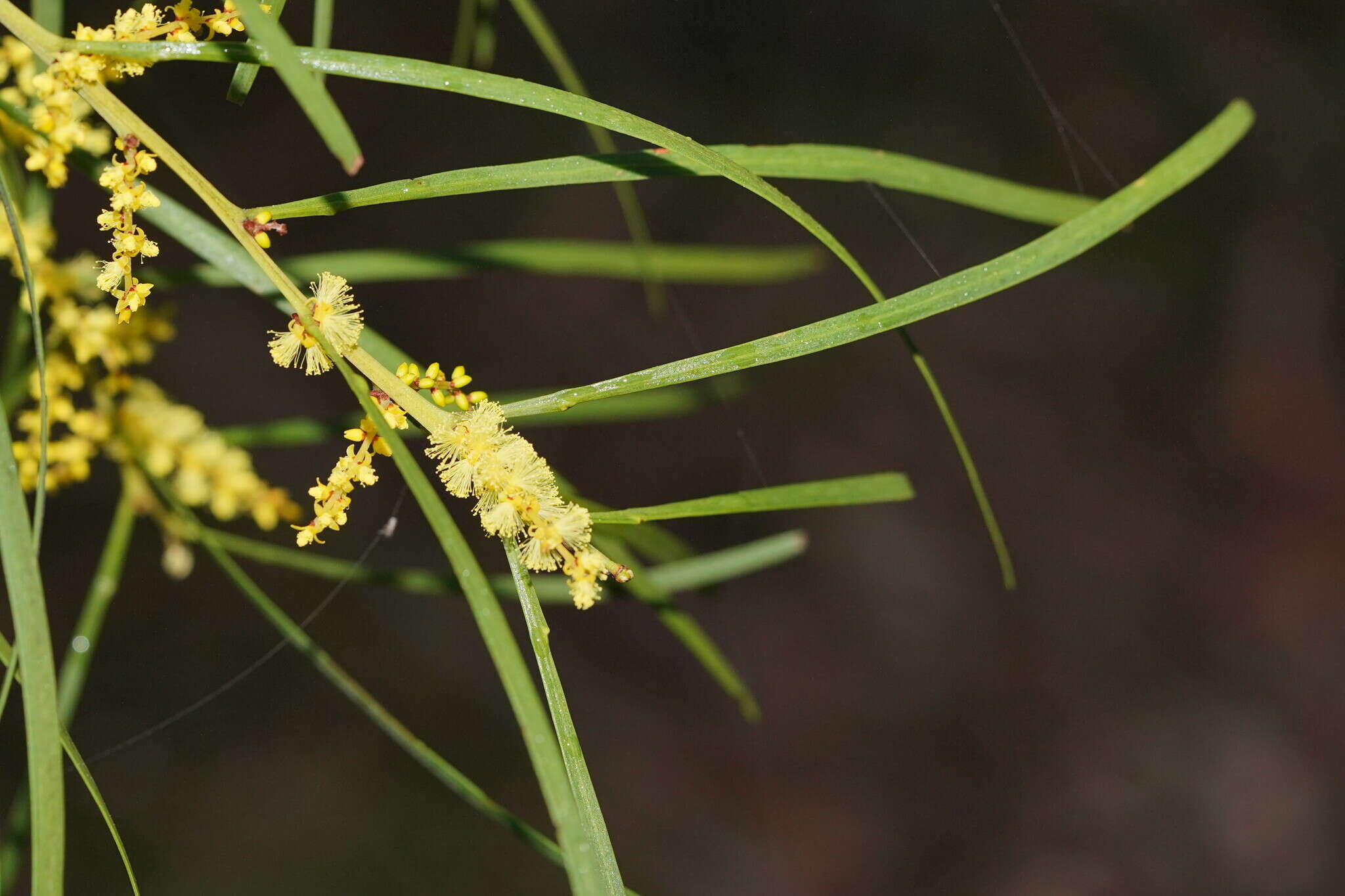 Imagem de Acacia mucronata Willd. ex H. L. Wendl.